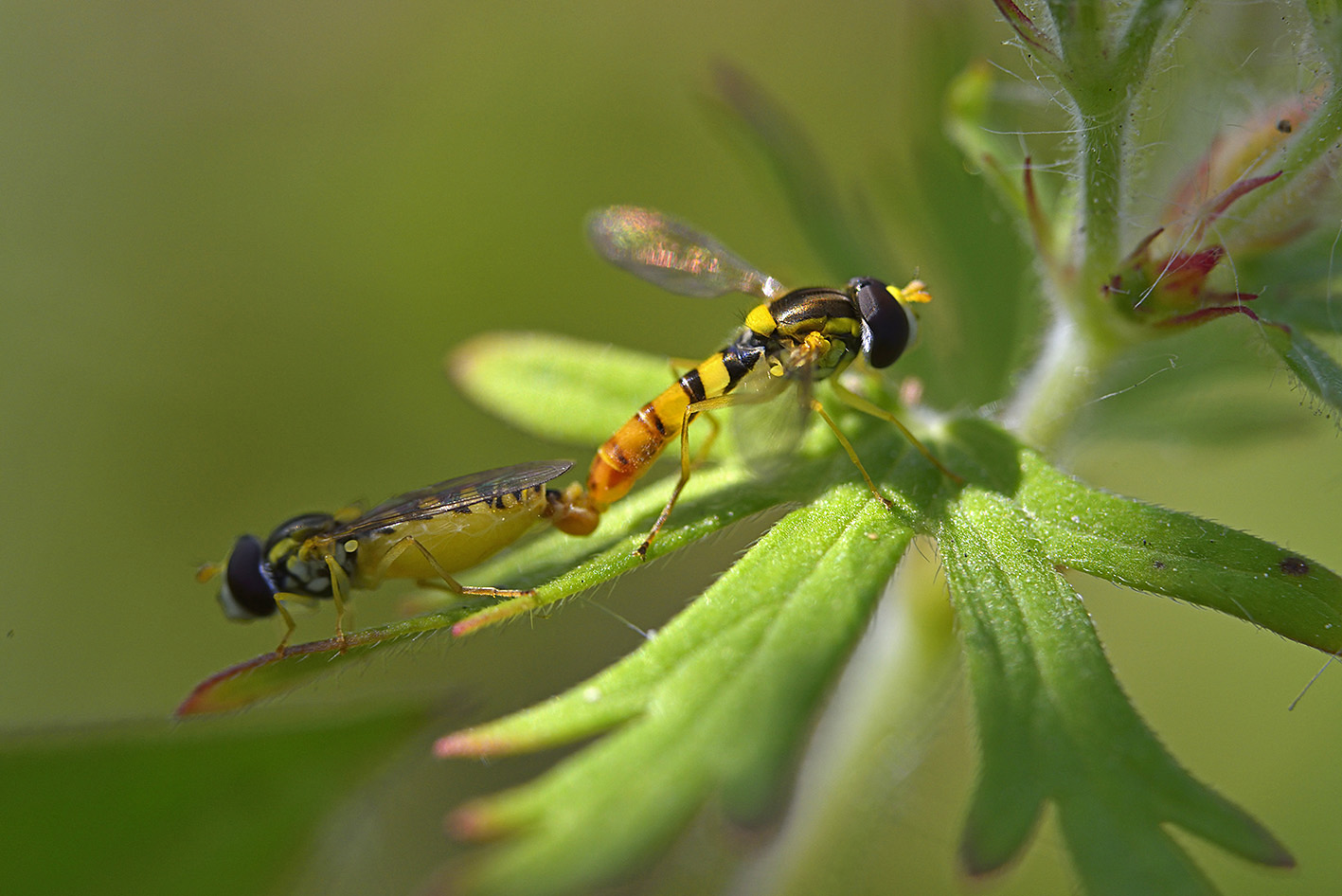 D800Eで撮る昆虫たち_a0110584_9221719.jpg