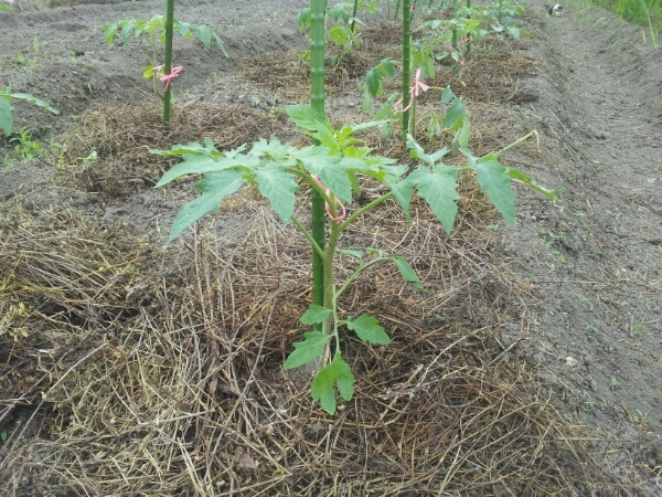 夏野菜植え付け_c0206090_18253418.jpg