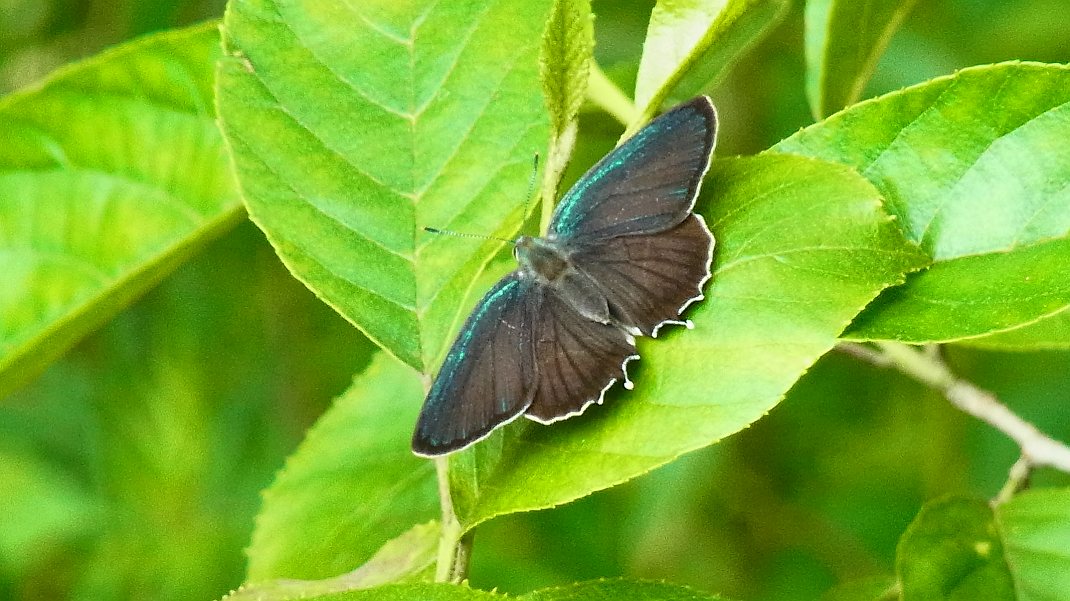 a0152692_1748328.jpg