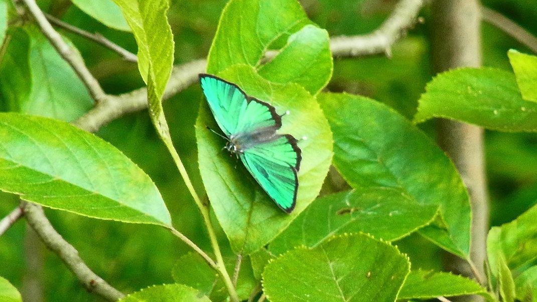 a0152692_1748919.jpg