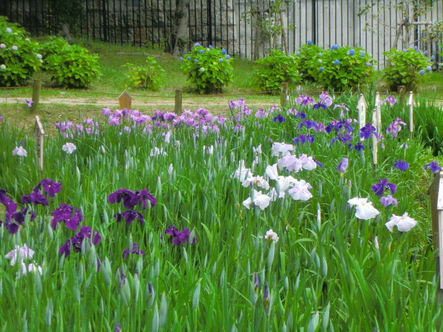 神戸市・須磨離宮公園の満開のバラと花しょうぶ_b0044296_2131940.jpg