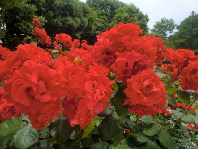 神戸市・須磨離宮公園の満開のバラと花しょうぶ_b0044296_21395281.jpg