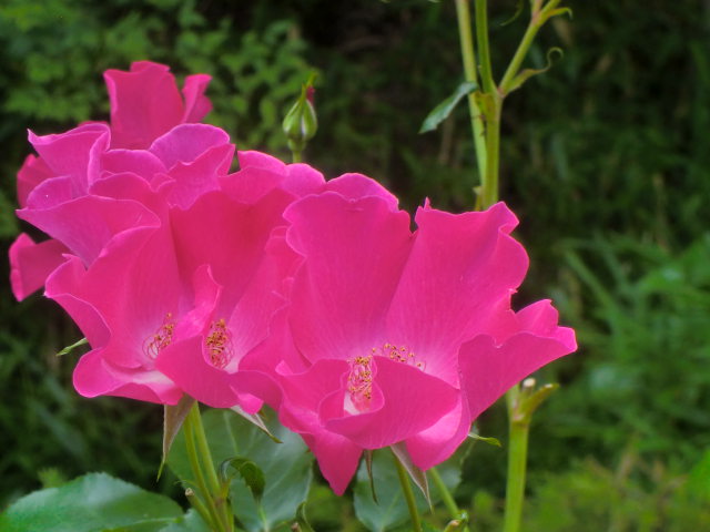 神戸市・須磨離宮公園の満開のバラと花しょうぶ_b0044296_21411288.jpg