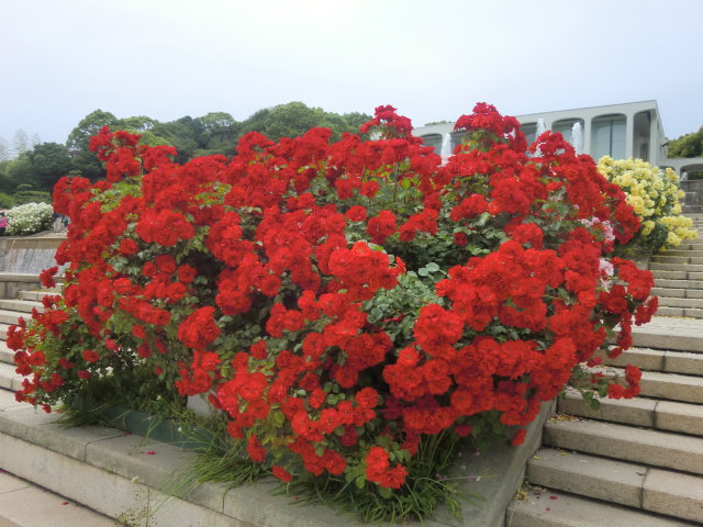 神戸市・須磨離宮公園の満開のバラと花しょうぶ_b0044296_2146021.jpg