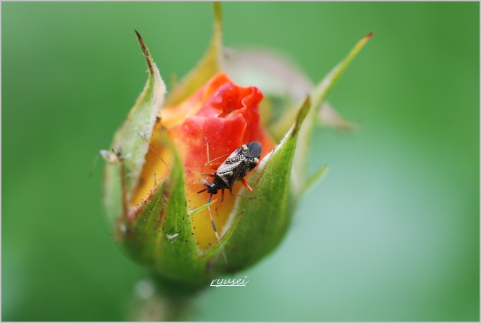 薔薇につく、アブラムシとかハダニとか。_f0053297_1425370.jpg