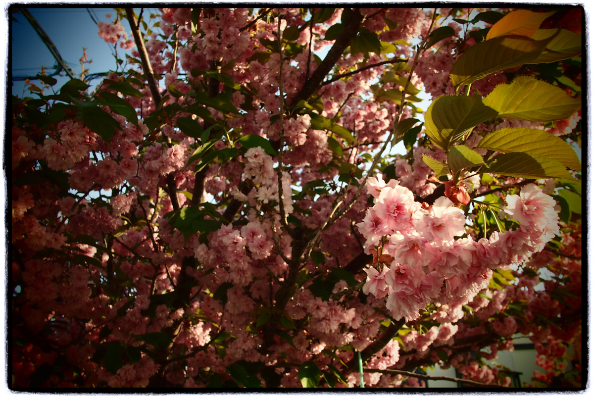 今年　初　花見_b0103798_792167.jpg