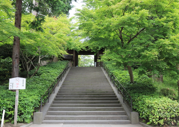 北鎌倉の紫陽花_b0275998_1194246.jpg