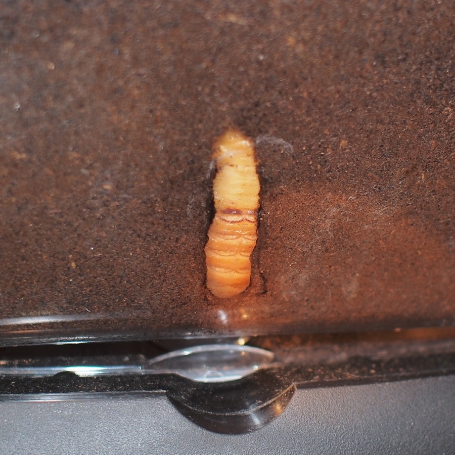 カブトムシ日記 白いさなぎ モンスとツバメ カブトムシ日記 白いさなぎ モンスとツバメ