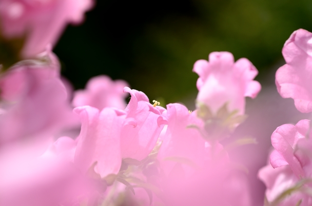 さてさて花菖蒲の季節が到来ですね_f0233999_19194133.jpg