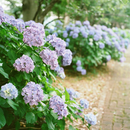 紫陽花の季節@郷土の森①_b0124900_15265988.jpg