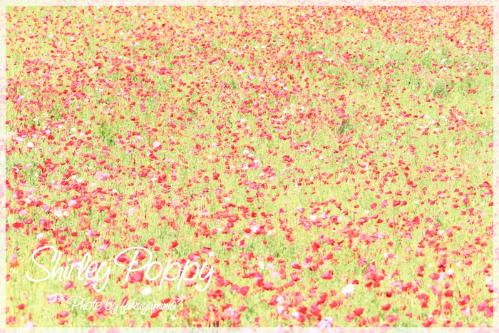 幸せ色の花畑 Photo Garden 幸せ色の花畑 Photo Garden