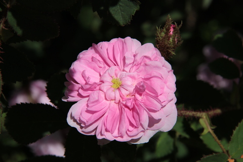 花フェスタ記念公園へ行きました。２０１3年 春_d0166303_1637100.jpg