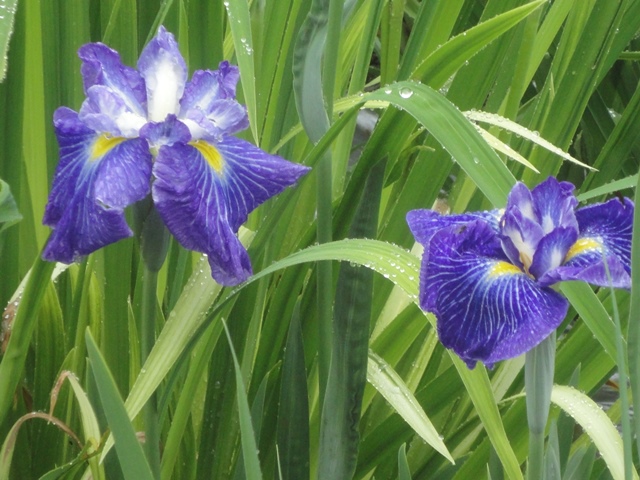 新居浜市の池田池公園菖蒲園のハナショウブ…2013・6・2_f0231709_15485335.jpg