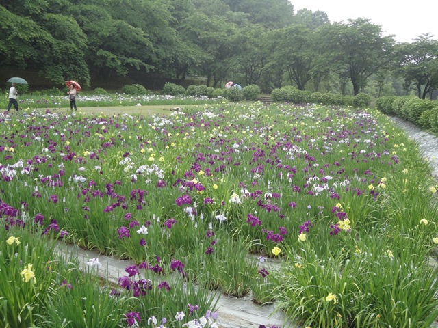 新居浜市の池田池公園菖蒲園のハナショウブ…2013・6・2_f0231709_15514792.jpg