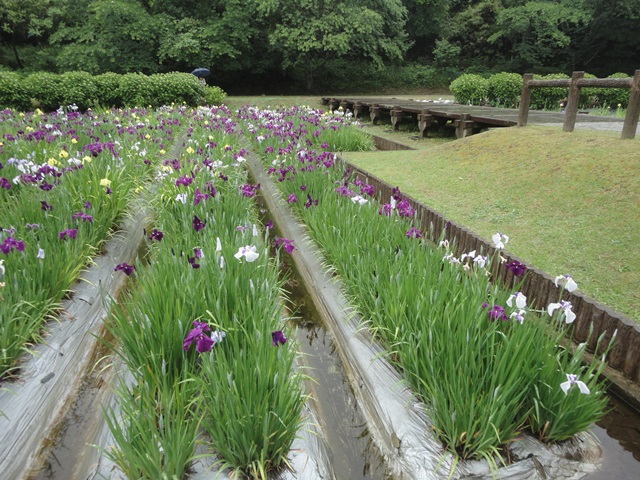 新居浜市の池田池公園菖蒲園のハナショウブ…2013・6・2_f0231709_15521656.jpg