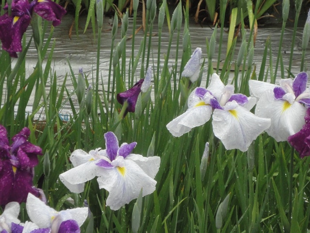 新居浜市の池田池公園菖蒲園のハナショウブ…2013・6・2_f0231709_15545863.jpg