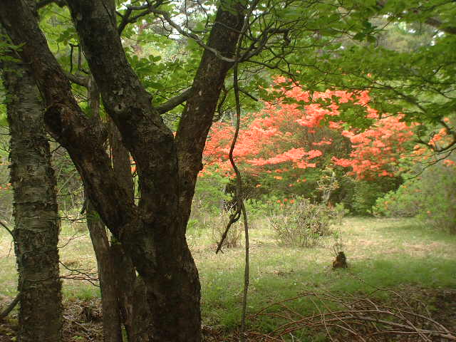 ５７７）黒保根、花見が原森林公園のつつじ。（６月２日）_b0029010_8194760.jpg