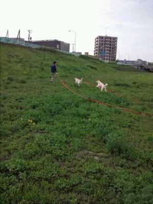 犬の体内カレンダー_a0236113_10175286.jpg