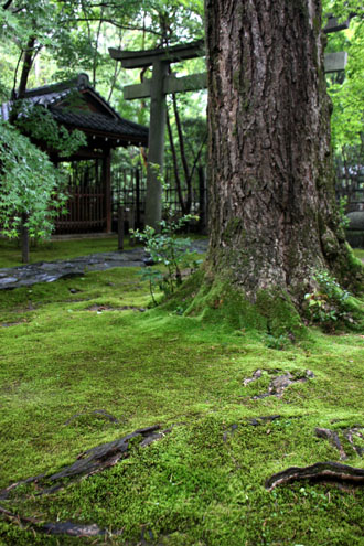 　蓮華寺　青もみじ_e0048413_1904571.jpg