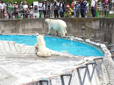 円山動物園 ⒉_e0307715_17473918.jpg