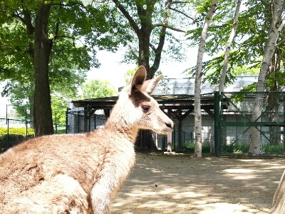 円山動物園 ⒉_e0307715_17571647.jpg