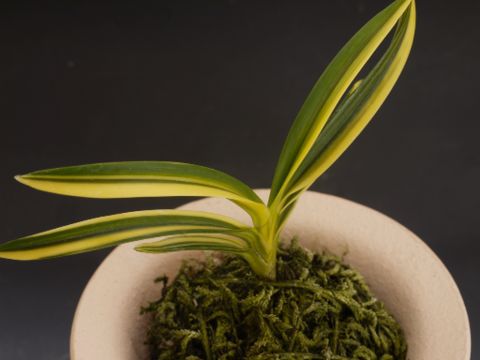 富貴の光 : □ サムライ オーキッド □ 富貴蘭 セレクトショップ MAIL