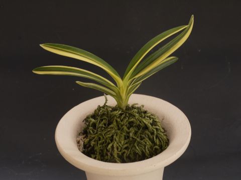 富貴の光 : □ サムライ オーキッド □ 富貴蘭 セレクトショップ MAIL