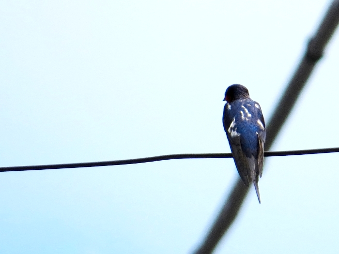 ツバメの子育て　夏の鳥　2013/6/1_d0129921_1344021.jpg