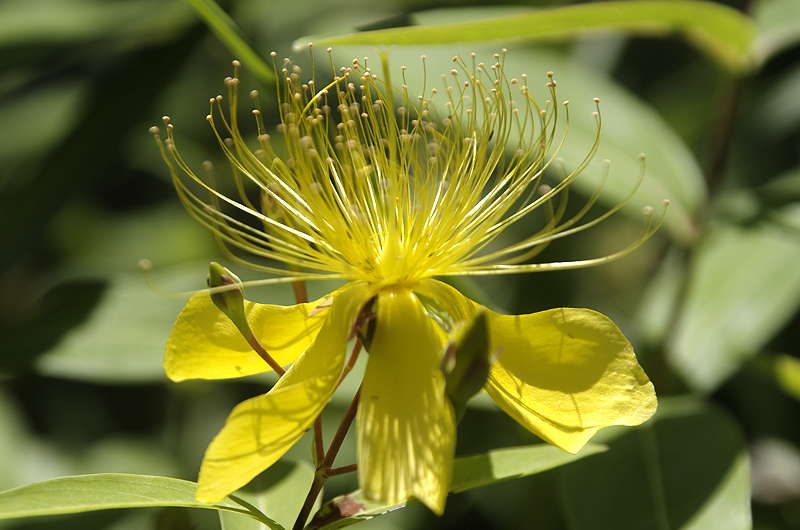 未央柳の花_d0018223_8234621.jpg