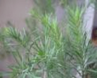 d0174624_845427.gif