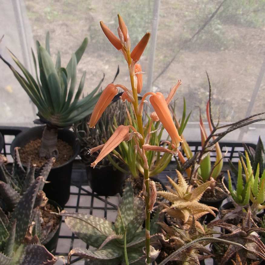 Aloe soutpansbergensis : かくたすあんどさきゅれんつ