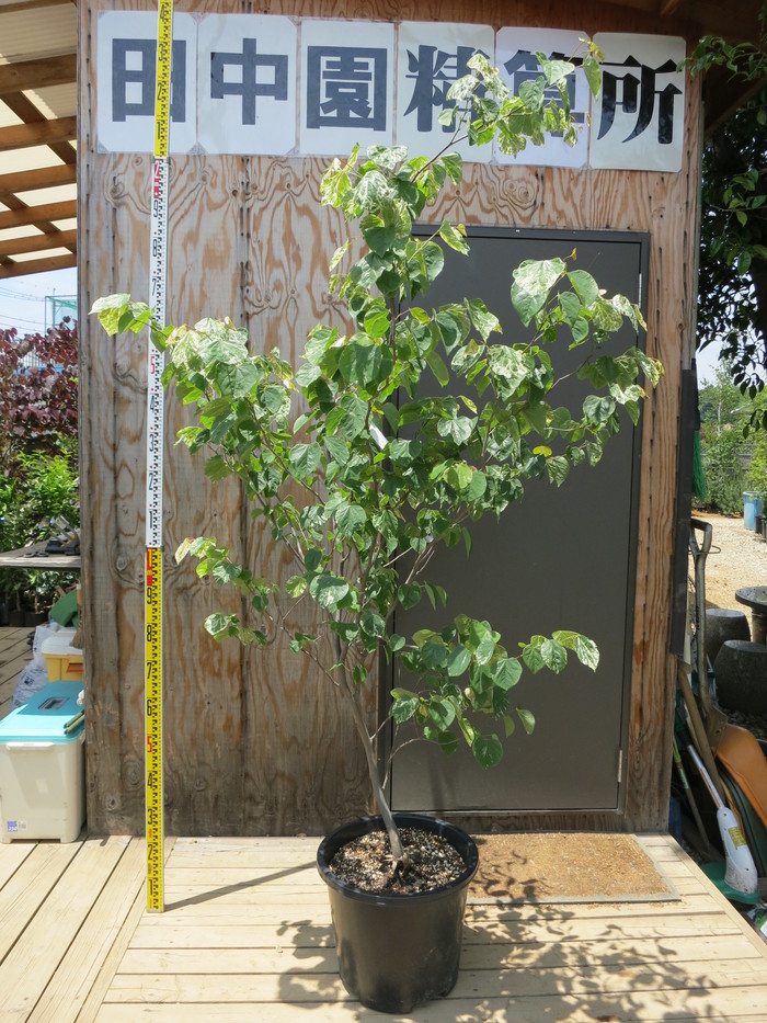 アメリカハナズオウ（フローティングクラウド）樹高約120㎝送料込み 安心現品発送 アメリカハナズオウ（フローティングクラウド）樹高約120㎝送料