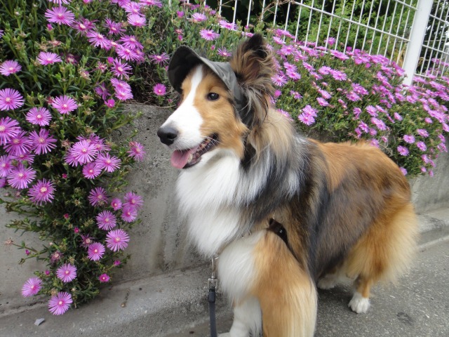 そして犬たちは死んでゆく_e0195743_22533567.jpg