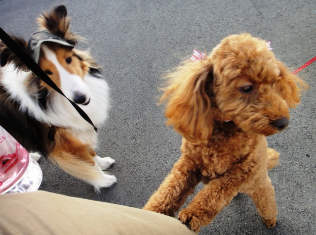 そして犬たちは死んでゆく_e0195743_22554792.jpg