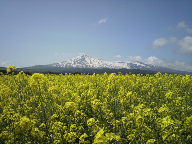 菜の花と鳥海山_f0081443_22232195.jpg