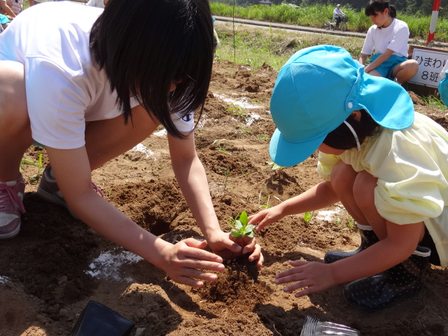 西山中学校に、ひまわりの苗植え_d0166047_195921.jpg