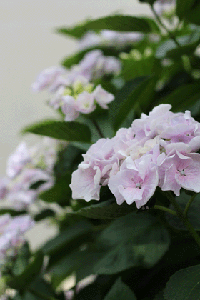 130603　　　紫陽花_b0186148_15362012.gif