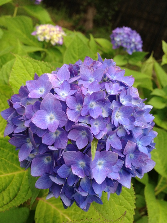 須磨離宮公園  菖蒲  兵庫県_d0285958_192031100.jpg