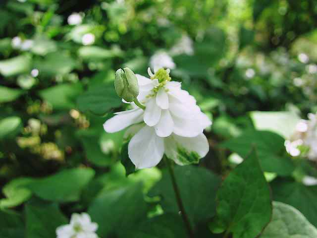 北鎌倉 東慶寺の初夏の花々 イワタバコ 八重ドクダミ アジサイ お散歩アルバム 深まる秋に 北鎌倉 東慶寺の初夏の花々 イワタバコ 八重ドクダミ アジサイ お散歩アルバム 深まる秋に