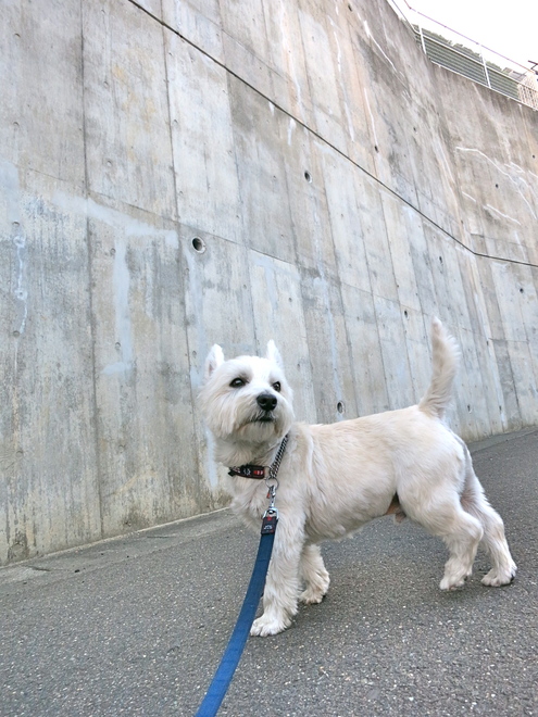 すずめのおやど(今どきの住宅事情)_c0260460_21215169.jpg