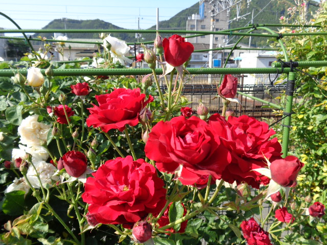 e0334470_17162931.jpg