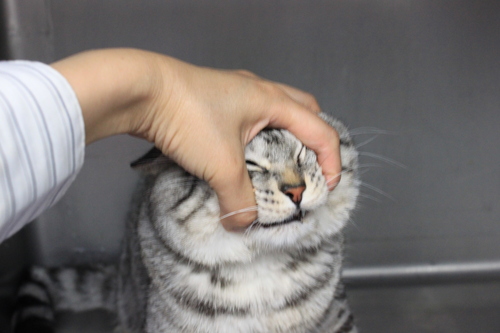にゃんちの強制給餌。_c0245679_20414771.jpg