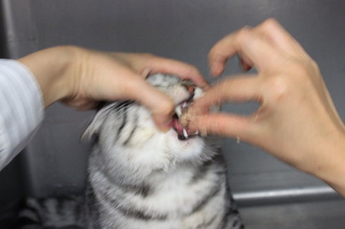 にゃんちの強制給餌。_c0245679_20433237.jpg