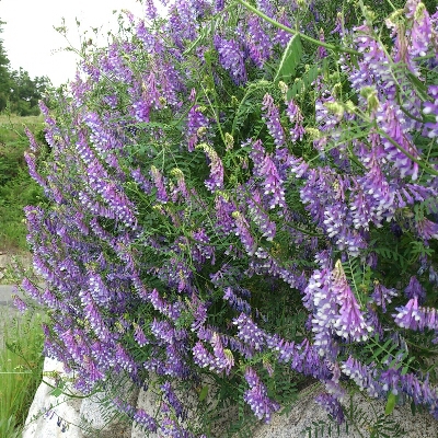 e0331179_1521687.jpg