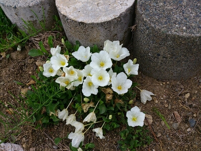 e0331179_15235189.jpg