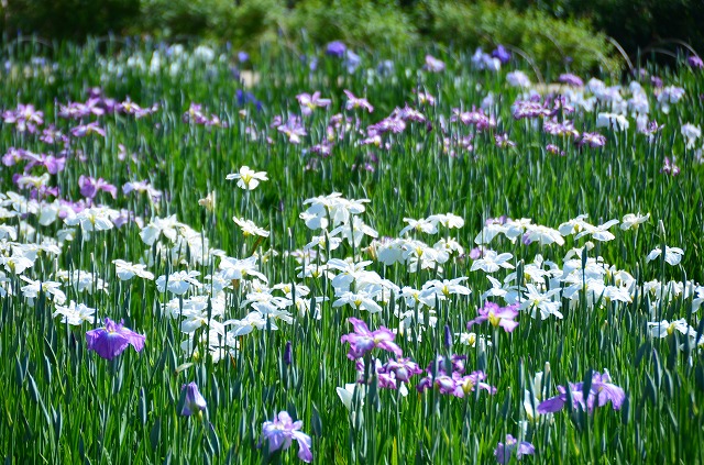 2013年6月3日　【色とりどりの花菖蒲】_a0185880_17241568.jpg