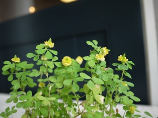 幸せを呼ぶ黄色いクローバー 今日も一輪 はなあしらい