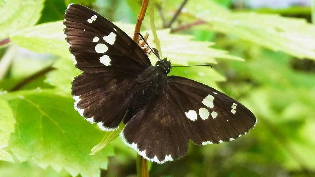 a0152692_21184261.jpg