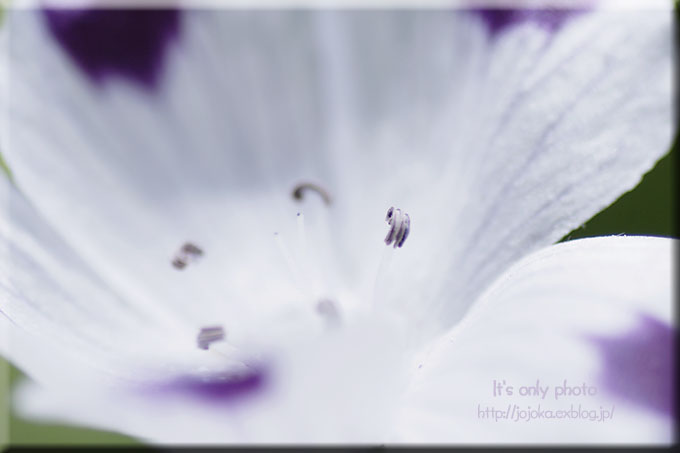 Nemophila maculata_e0008800_2017692.jpg