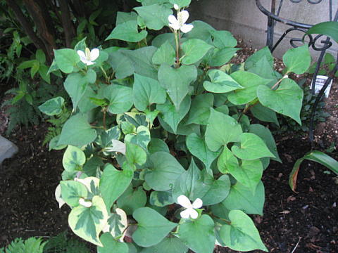 d0046702_647091.jpg